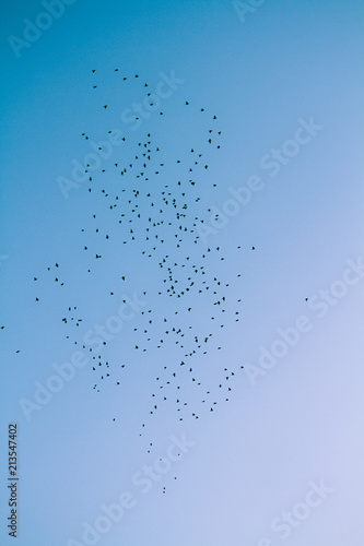 Birds flying away