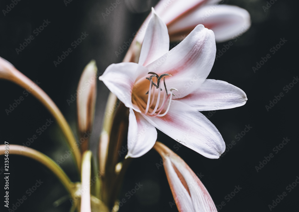 Fototapeta premium Moody Flower