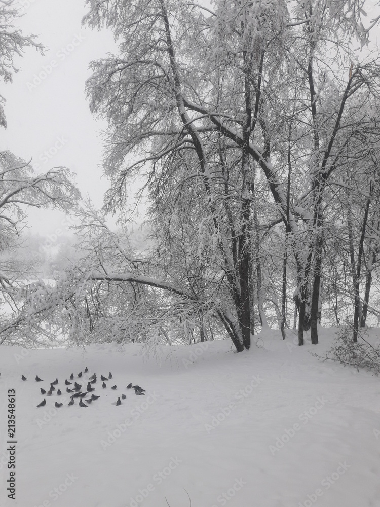 Fototapeta premium WINTER FILI