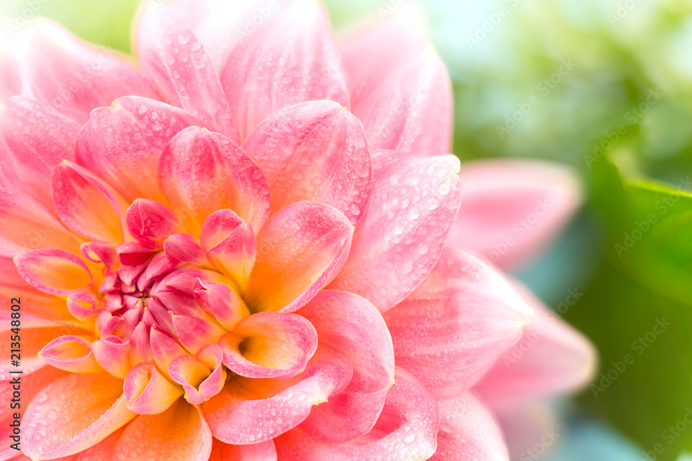 light pink dahlias with drops of water, macro. place for text