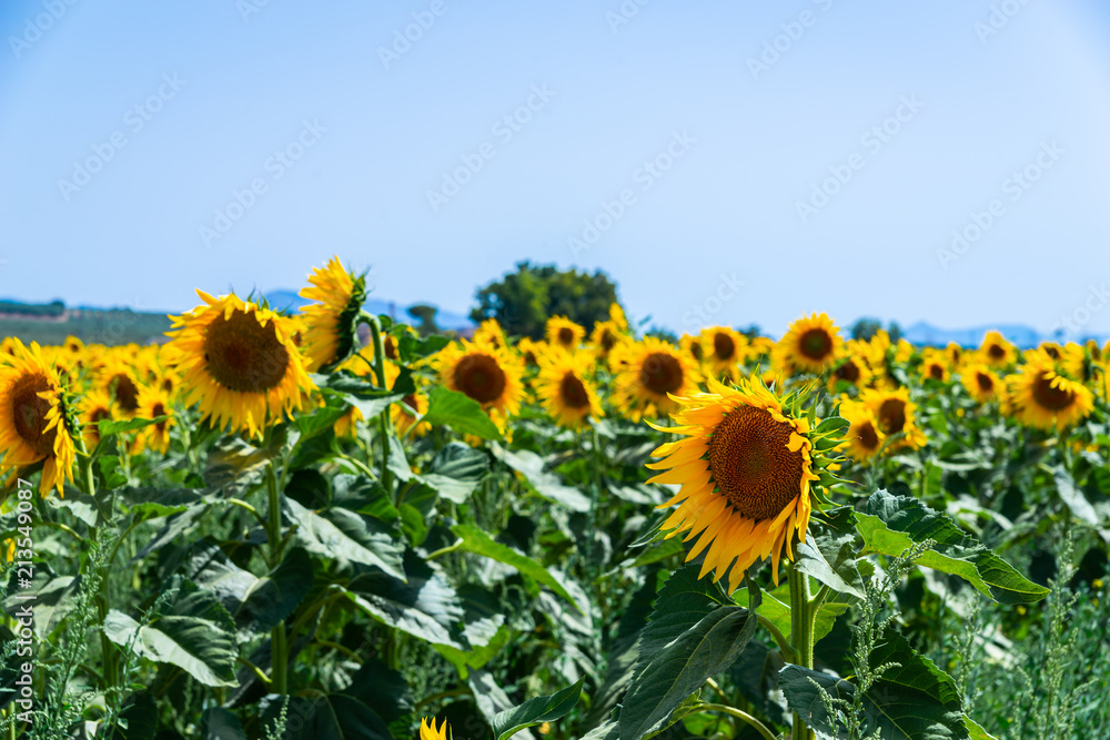 Obraz premium The flowers of a sunflower on a field full of flowers, beautiful yellow plants