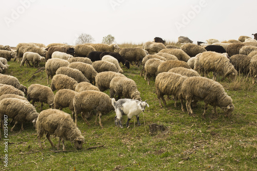 A herd of goats and sheep.  Animals graze in the meadow. Mountain pastures of Europe.