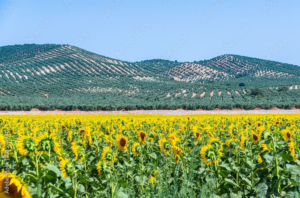 The flowers of a sunflower on a field full of flowers, beautiful yellow plants