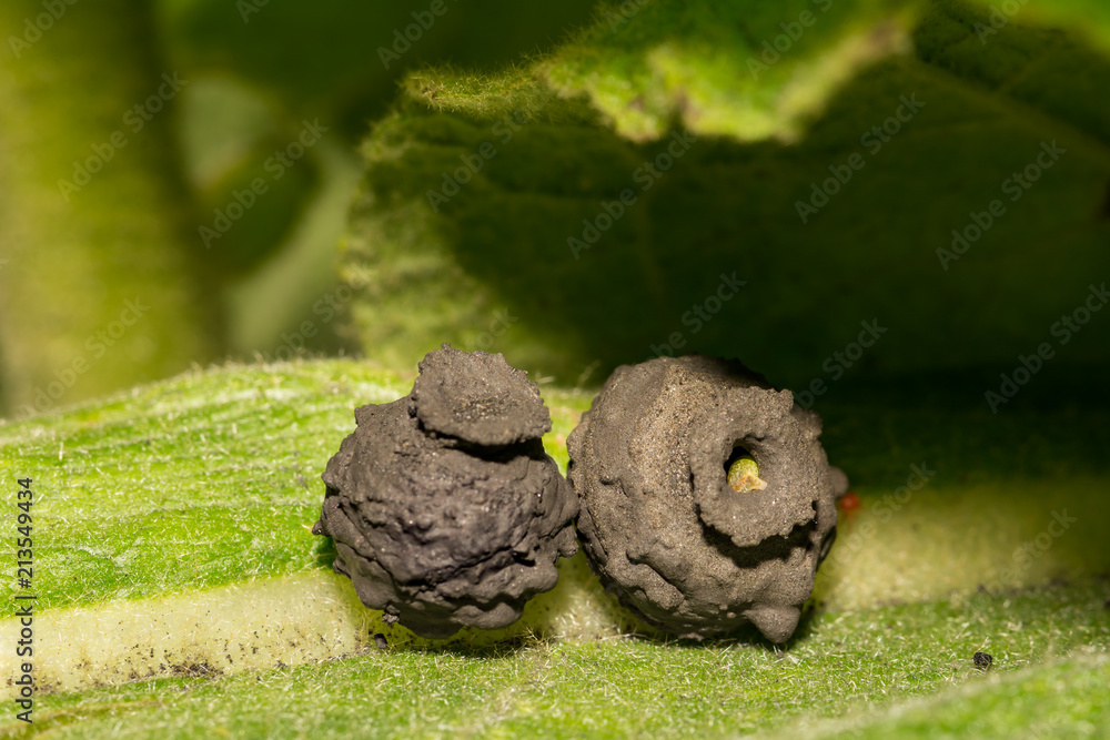 Obraz premium Two Potter Wasp Nests