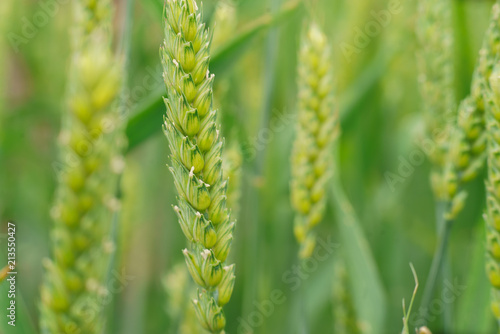 green wheat shoots macro