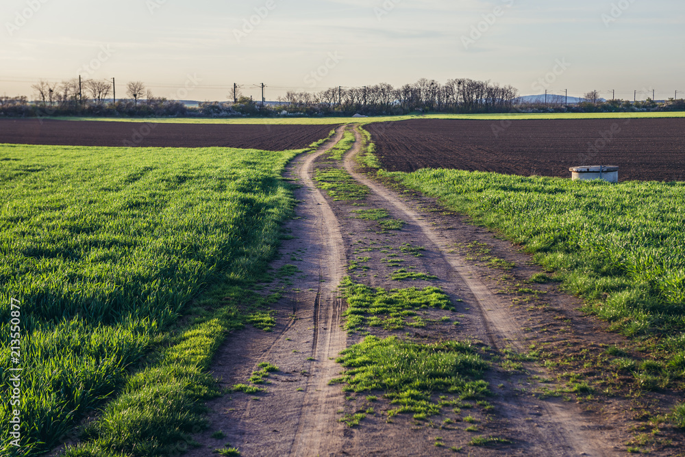 Naklejka premium Country road in Rabensburg, small town in Austria near the Slovakian border