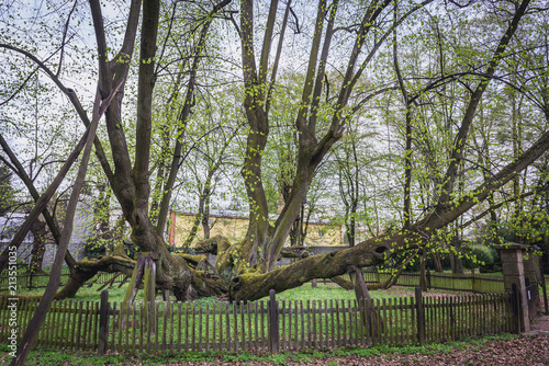 900 years old lime tree in gardens of Bzenec Castle in Moravia region of Czech Republic photo