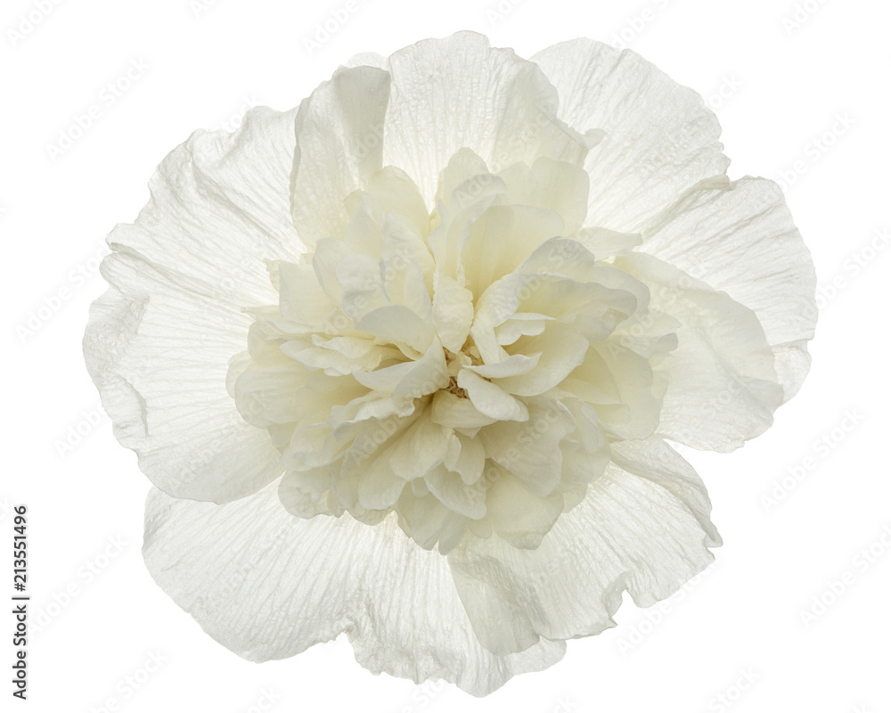 Flower of mallow, isolated on white background Flower of mallow, isolated on white background