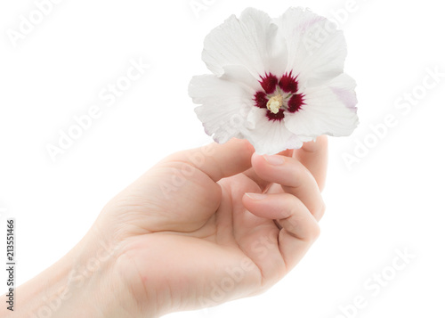 A woman's hand holds a flower of hibiscus, isolated on white background