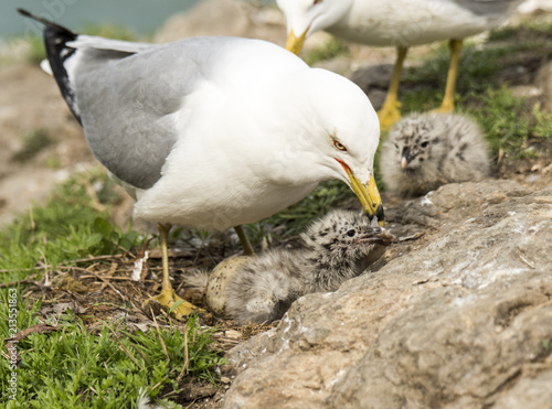 Seagulls feeding chicks. Family of seagulls feeding fish to their chicks