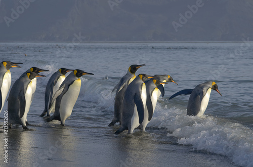 King Penguins  South Georgia Island  Antarctic