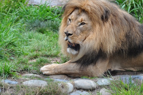 Picture of Lion