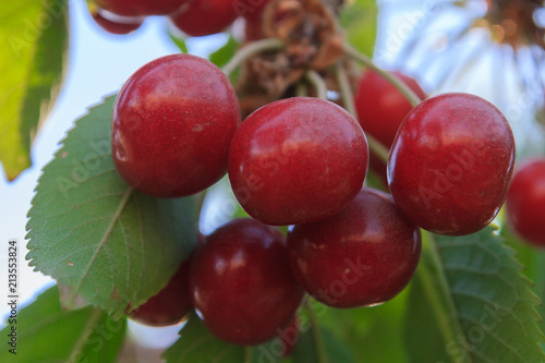 Wallpaper Mural Berry of ripe cherry hanging on the branch of a tree in summer Torontodigital.ca