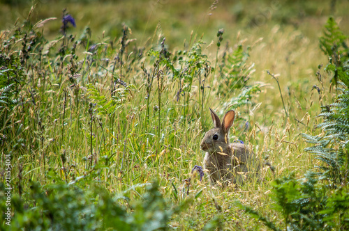 The young rabbit ponders its future