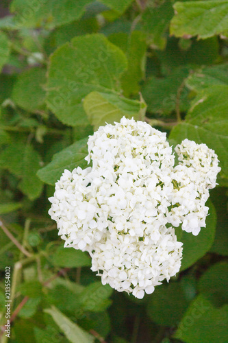 Flower white hydrangea blooms in the garden in summer