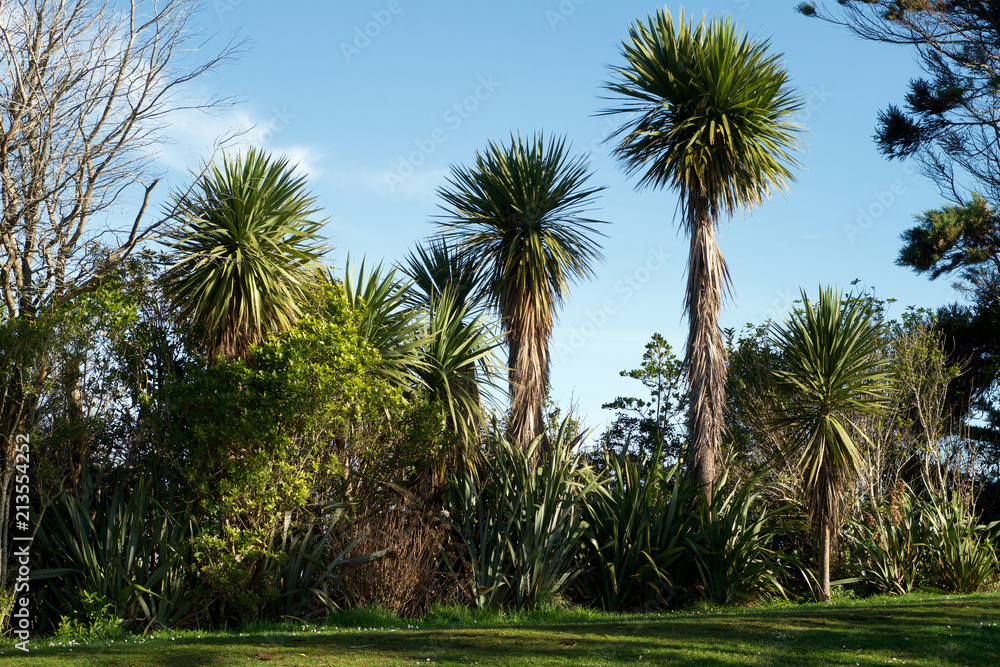 New Zealand cabbage tree