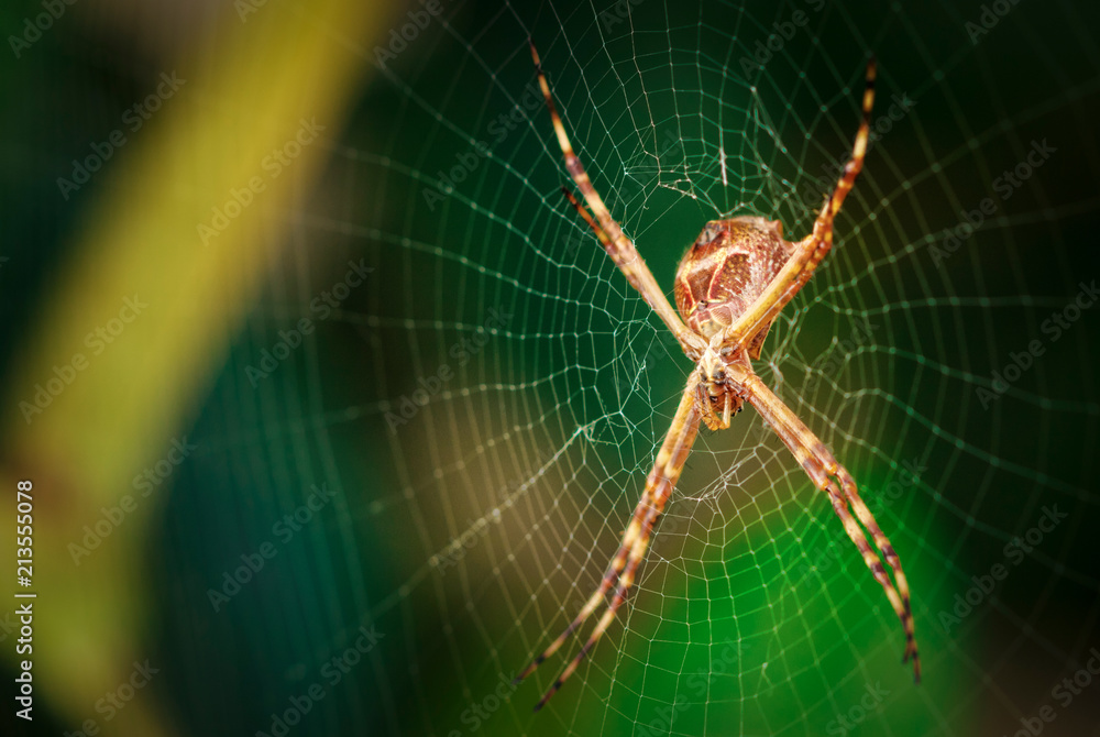Spider garden-spider. Macro photo of garden spider on spider web over natural background in Brazil Spider garden-spider. Macro photo of garden spider on spider web over natural background in Brazil