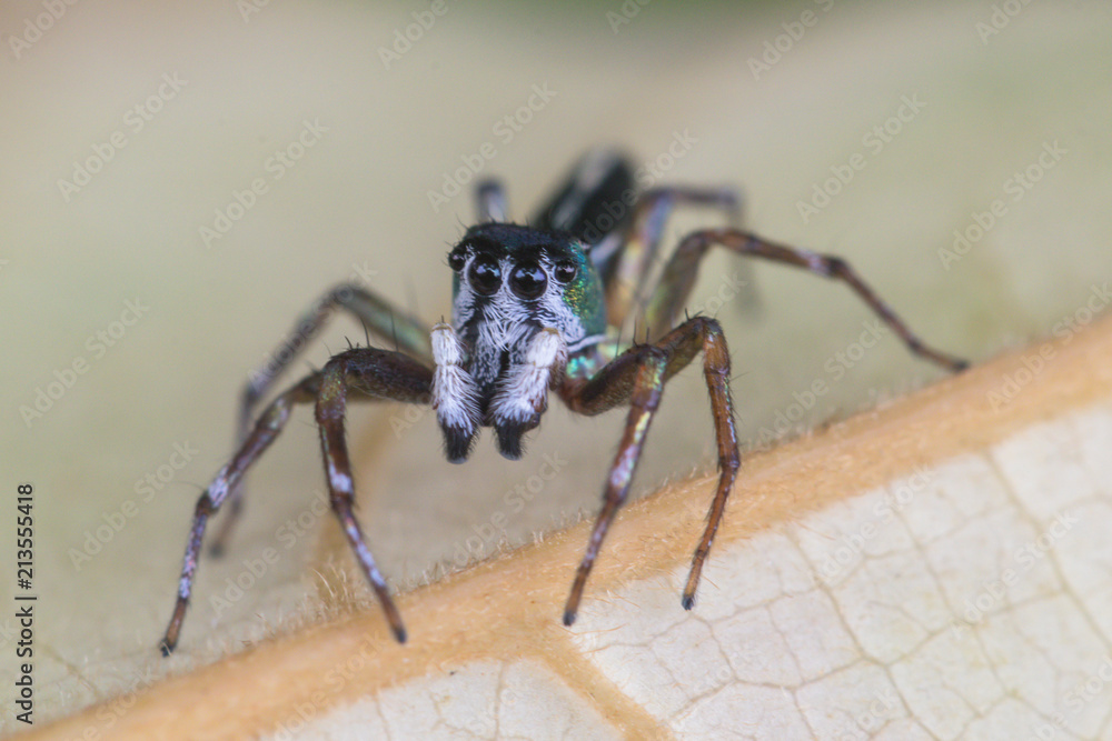 A jumping spider in nature background.macro spider,eyes focus. A jumping spider in nature background.macro spider,eyes focus.