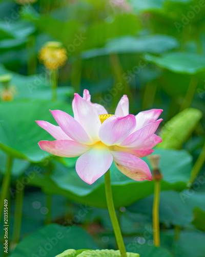 large lotus flowers. bright pink buds of lotus flower floating in the lake.