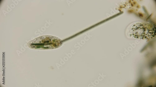 ciliate Frontonia ,under a microscope photo