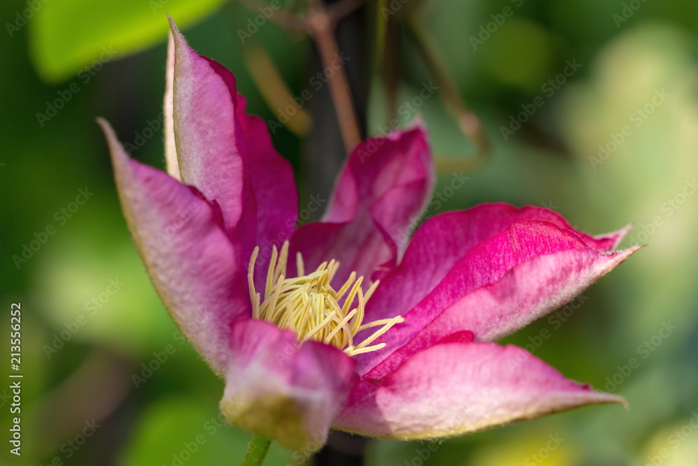 A pink clematis flower in the garden
