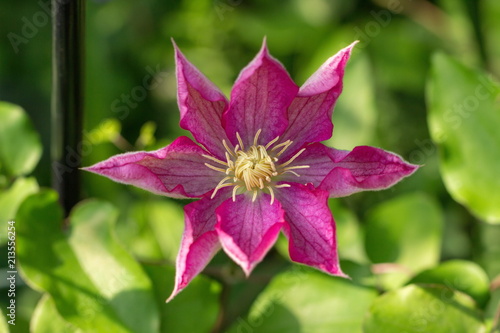 A pink clematis flower in the garden
