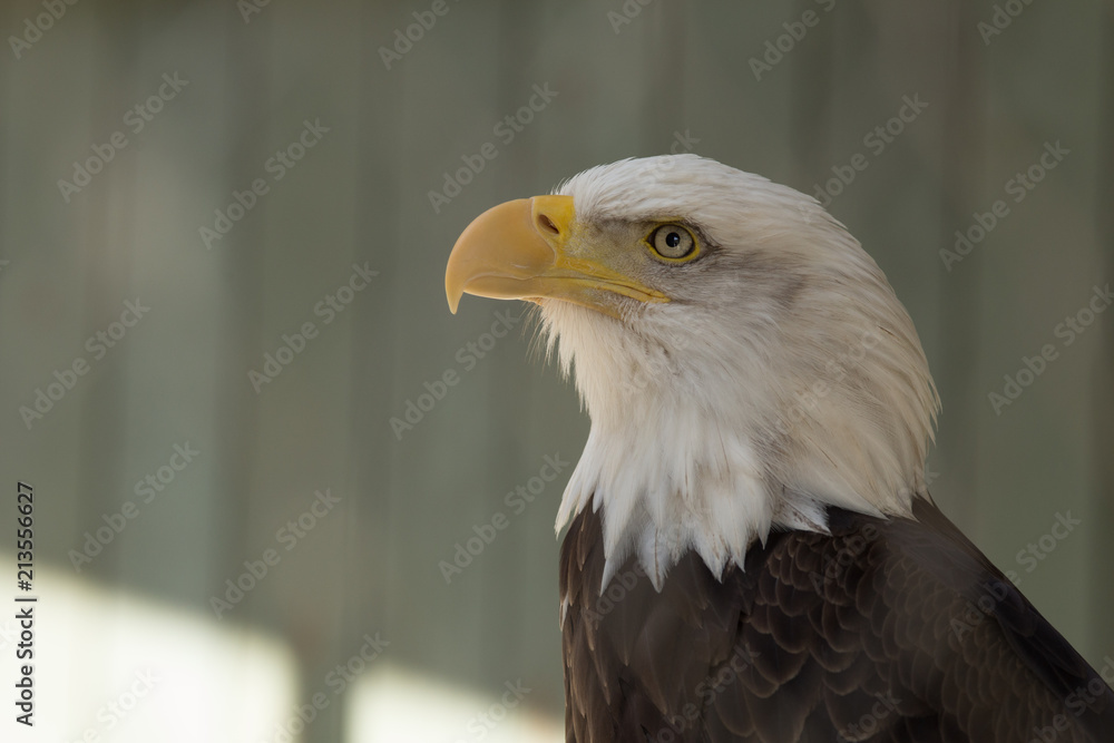 Obraz premium Bald Eagle