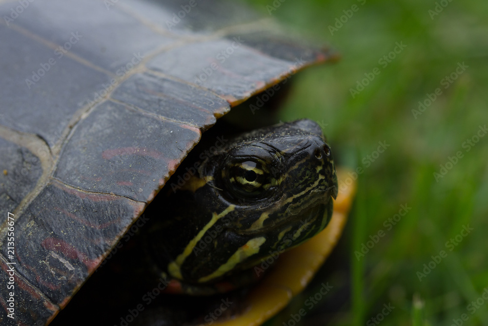 Turtle Turtle