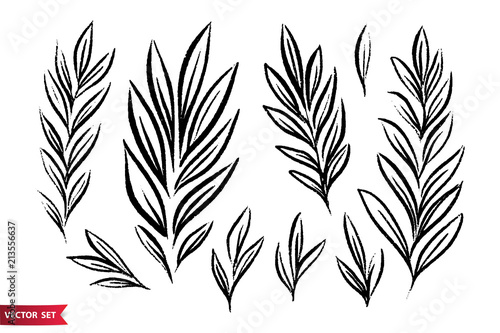 Vector set of ink drawing wild plants  herbs  monochrome artistic botanical illustration  isolated floral elements  hand drawn illustration.