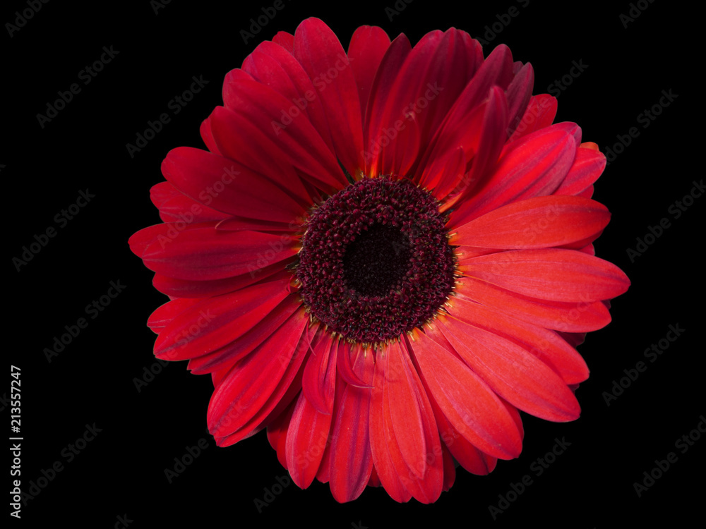 one, single, red, flower, close up, black background