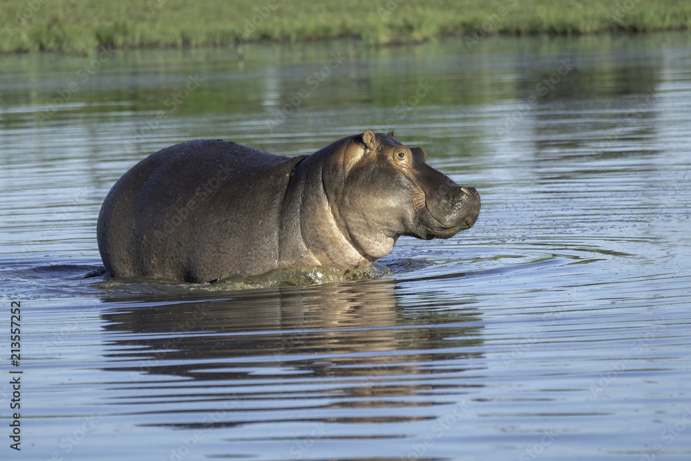 Fototapeta premium Hippo swimming in a pond