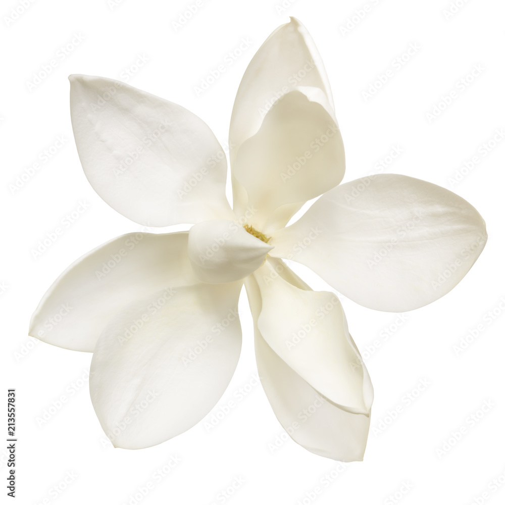 Naklejka premium Magnolia Flower Isolated on White