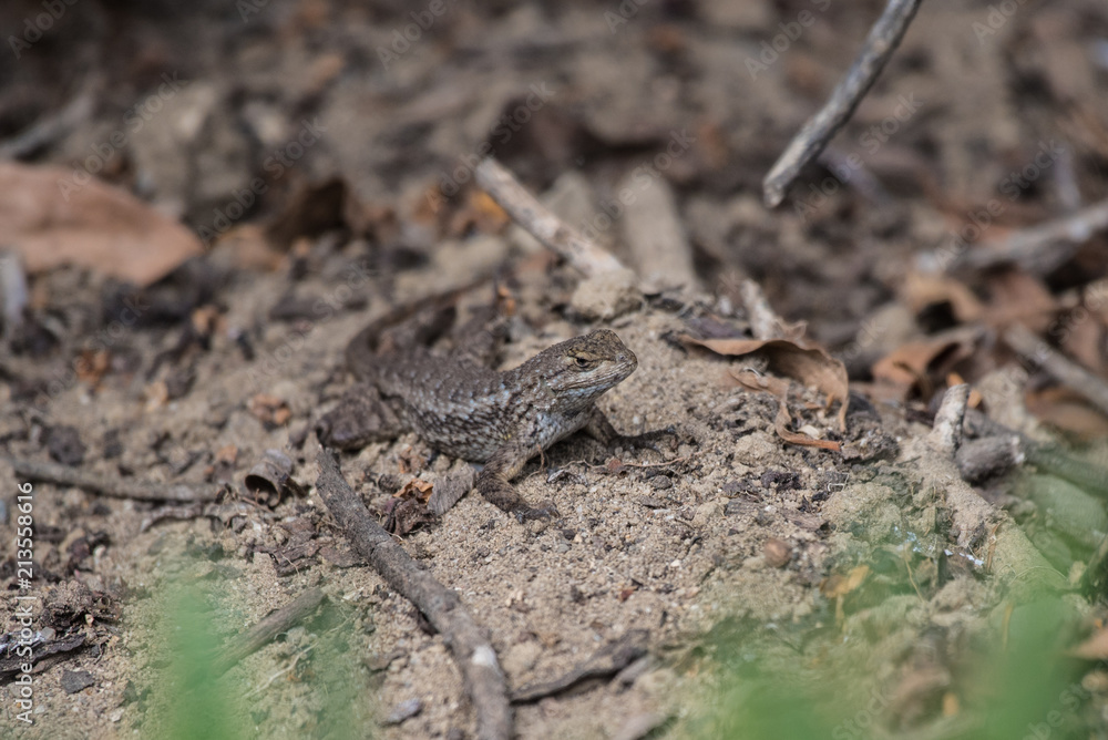 Southern California Fence Lizard remaining motionless in the sand while foraging for food. Southern California Fence Lizard remaining motionless in the sand while foraging for food.