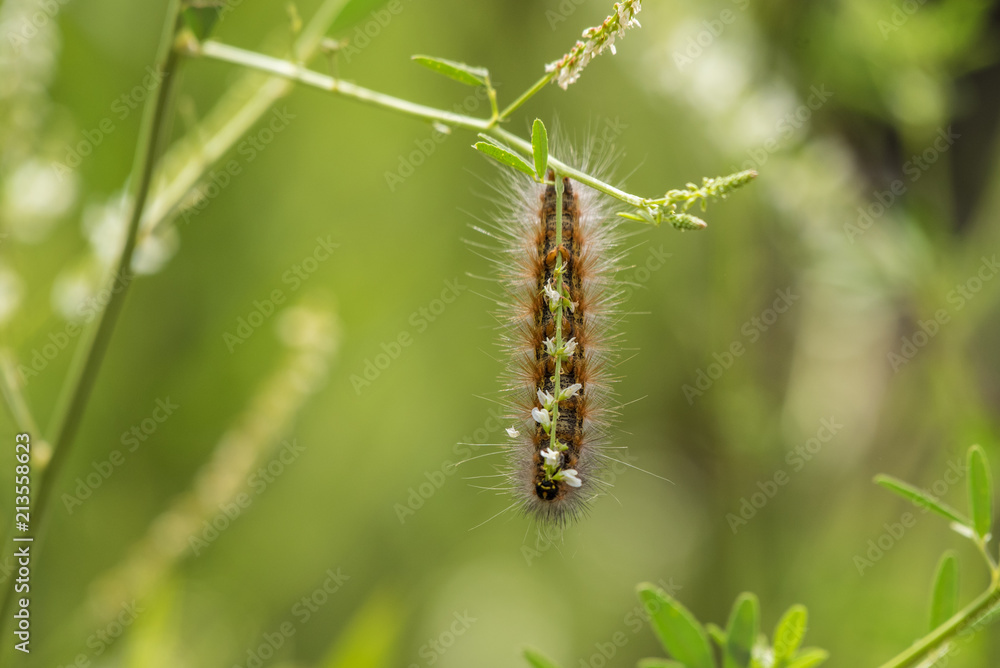 Black and furry wooley moth caterpillar clings to branch while chewing on food during summer month.