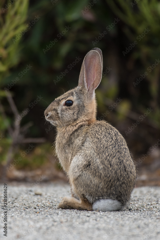 Furry Cottontail rabbit sitting back on haunches while remaining alert to danger. Furry Cottontail rabbit sitting back on haunches while remaining alert to danger.