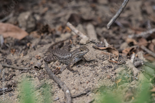 Southern California Fence Lizard remaining motionless in the sand while foraging for food. © motionshooter
