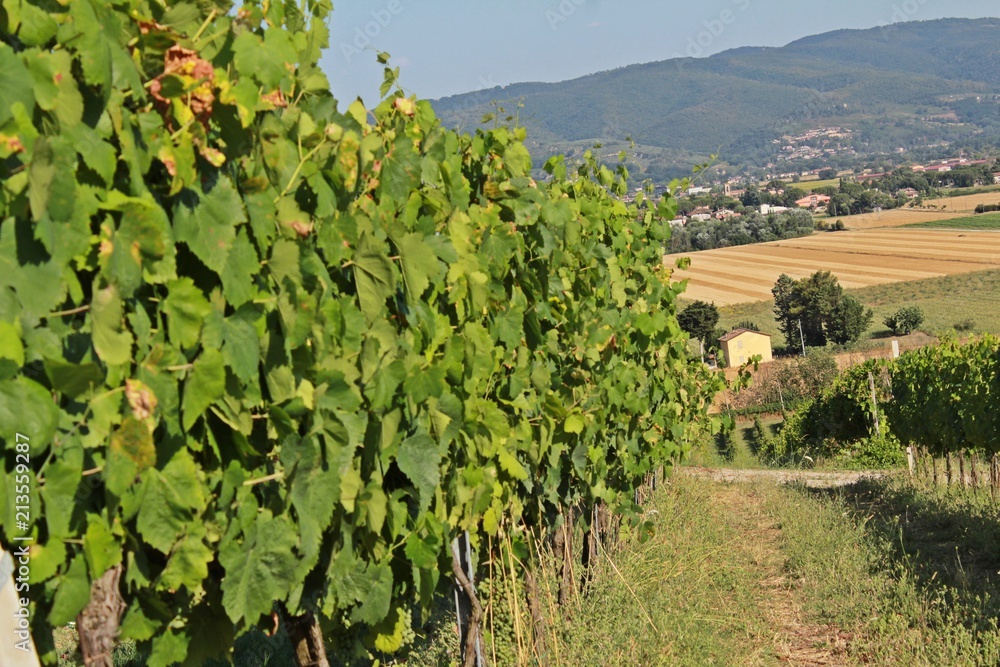 Fototapeta premium Plantas de uva en el atardecer