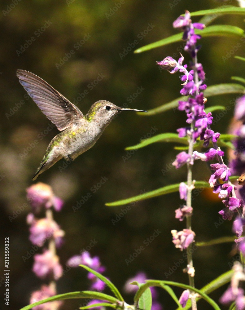 HUMMINGBIRD FUN HUMMINGBIRD FUN