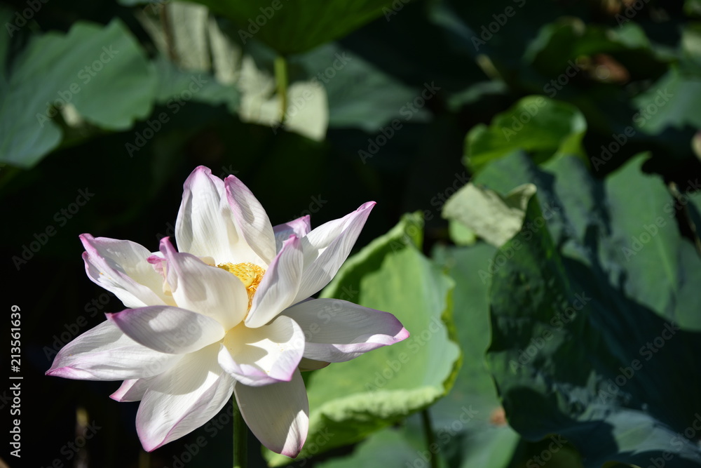 ハスの花が咲くとき