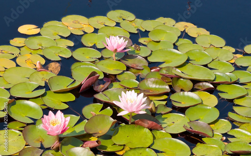 Lily pads and flowers on a pond in sunlight