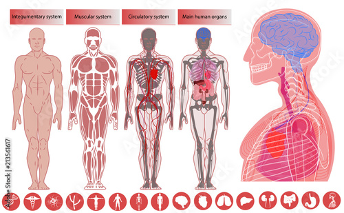 Human body anatomy, Medical Education. Nervous and skeletal systems anatomy and physiology flat educative infographics vector illustration. Human body anatomy, flat style