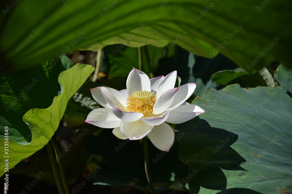 ハスの花が咲くとき