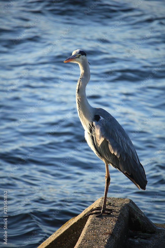 A big grey heron A big grey heron