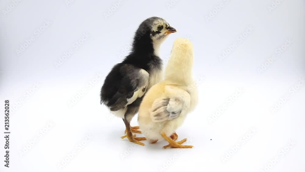 Cute two baby chicks standing at studio. Isolated on white background. Cute two baby chicks standing at studio. Isolated on white background.