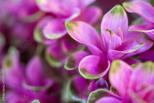 Purple Flower © Paisan