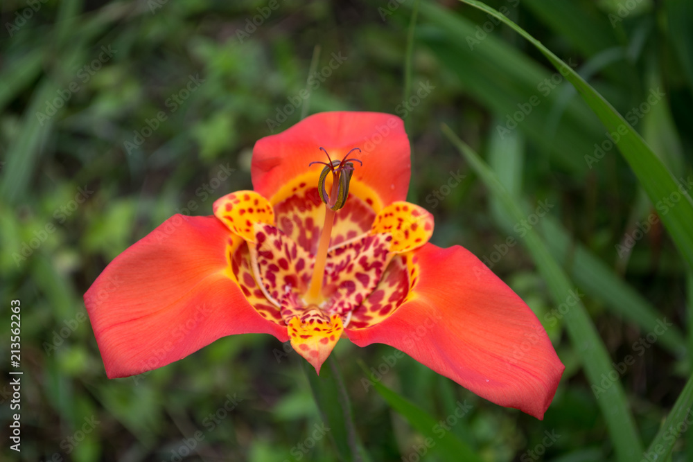 Fototapeta premium flower