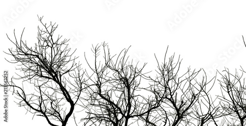 dead tree isolated collection on white background with clipping path