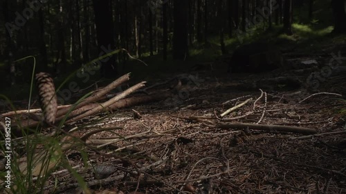 Wallpaper Mural Pinecone falling and landing on the ground in a forest in superslowmotion 240fps. Torontodigital.ca