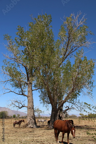 Horses and Trees