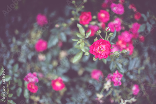 Fototapeta Naklejka Na Ścianę i Meble -  Dwarf roses. Beautiful pink miniature rose or fairy rose